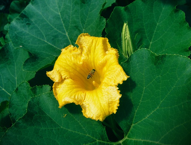 agriculture