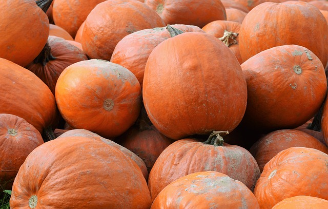 pumpkins