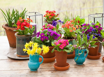 Indoor Flowers