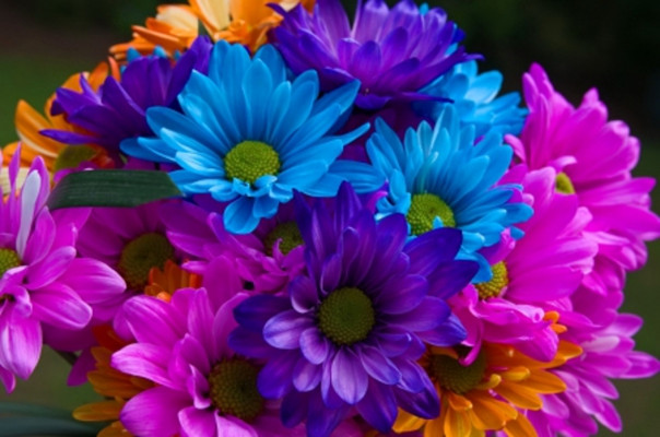 Big Thumb Nail Flowers