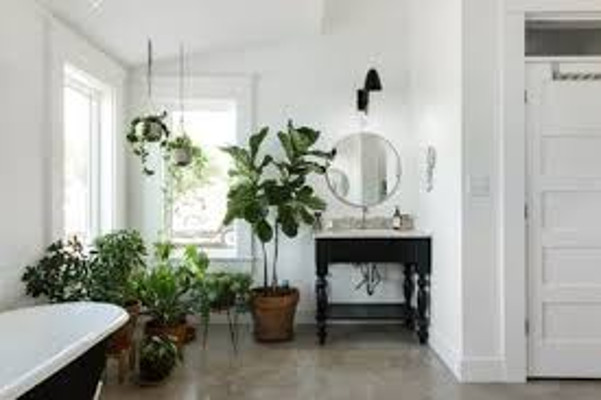 indoor Plants