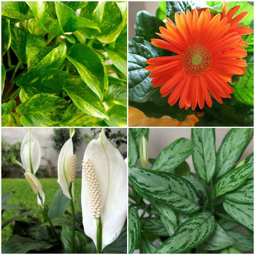 Air-Quality-Plants-Collage