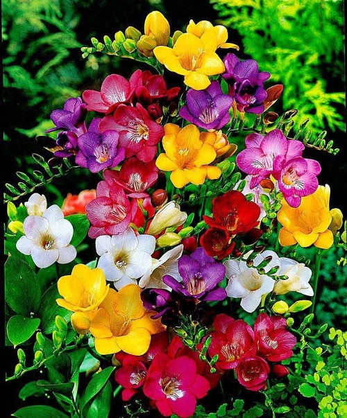 Beautiful Flowers