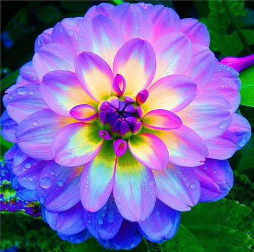 Dahlia Flowers