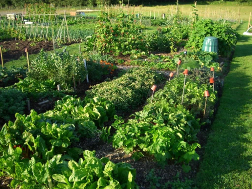 outdoor Garden