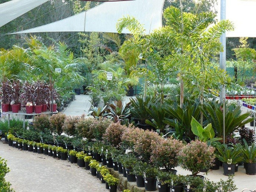 outdoor Shrubs