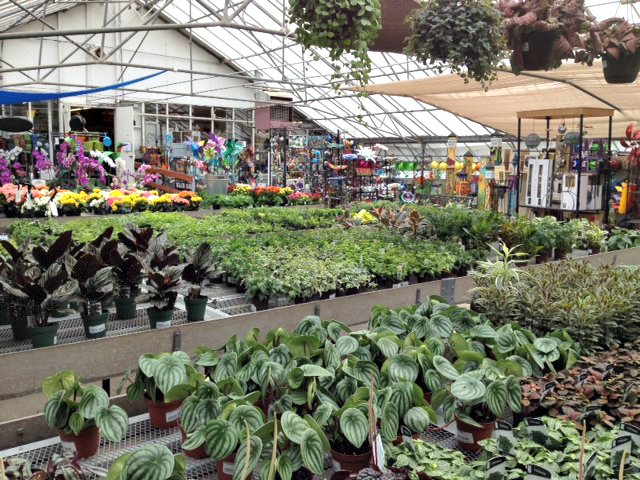 outdoor Shrubs1