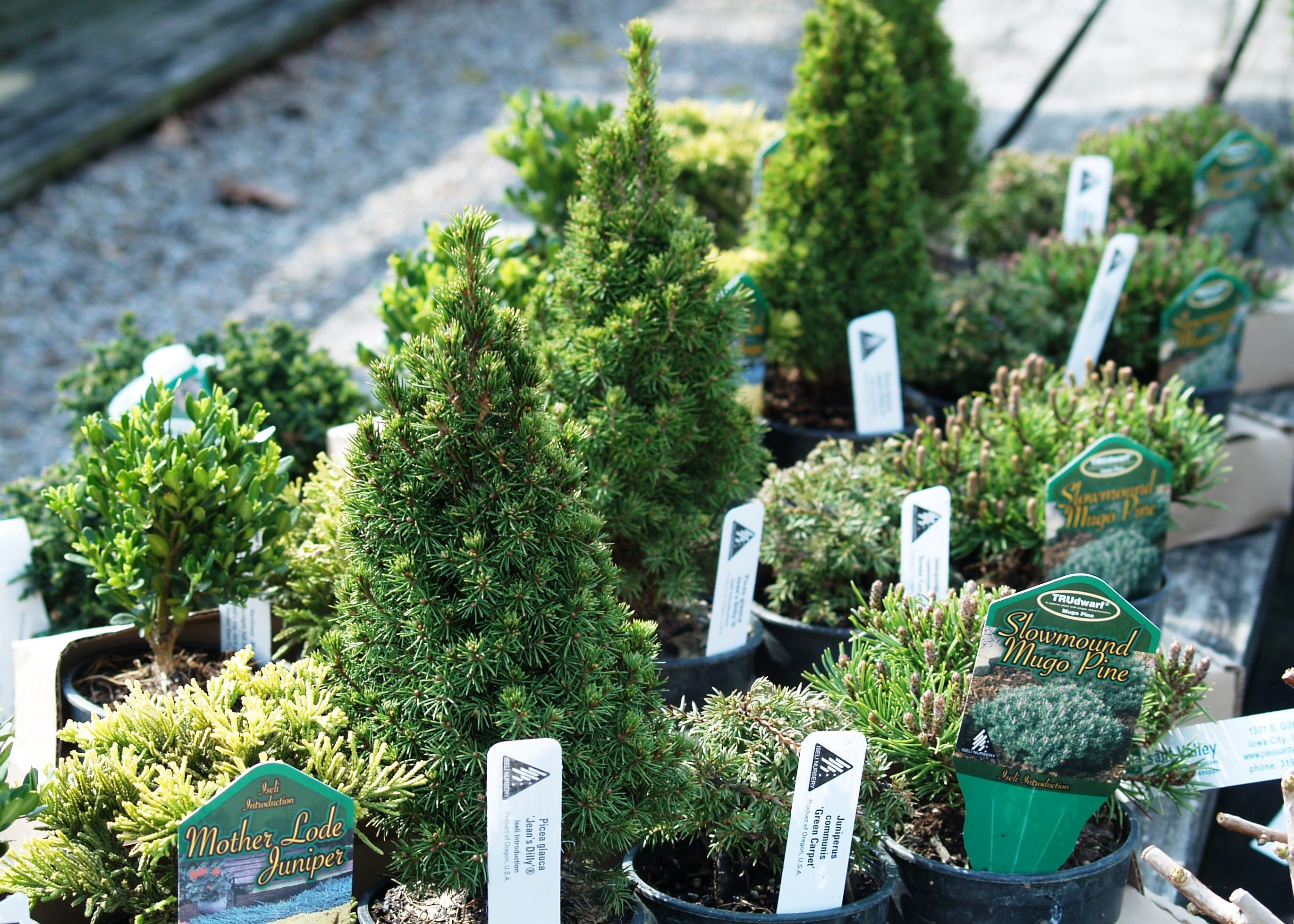 outdoor Shrubs2