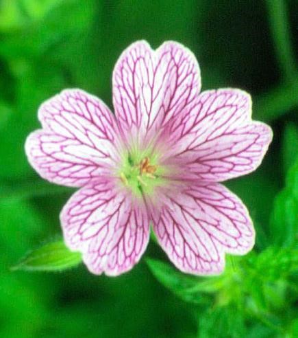OutDoor Flower4