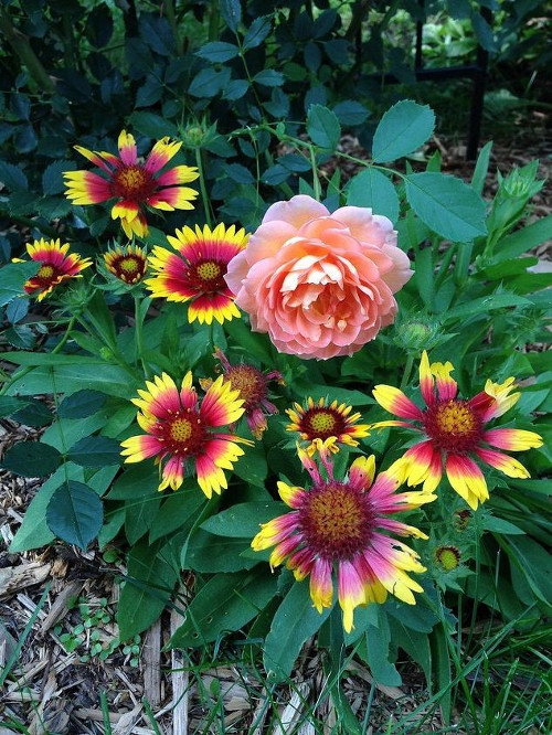 OutDoor Flowers