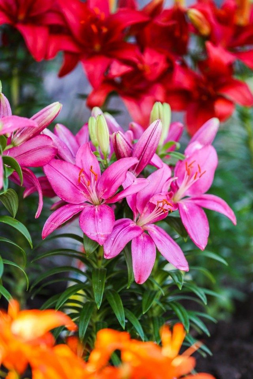 OutDoor Flower1