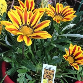 OutDoor Flower3