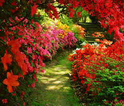 Outdoor Arrangements